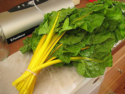 Swiss Chard Seeds - Bright Yellow Stems - GMO FREE  -DELICIOUS- 20 Organic Seeds
