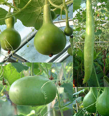 Large Gourd Seed Mix - Large Varieties - Drying Instructions Included -12 Seeds
