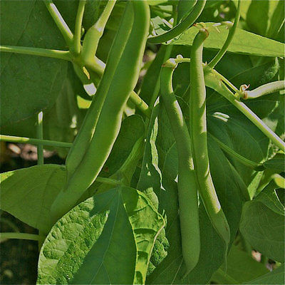 Bean Seeds - TENDERGREEN - Non-Gmo Vegetable - Heirloom -theseedhouse -50 Seeds 