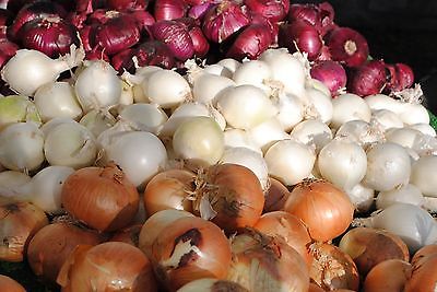 Potato Onions - RED, WHITE, AND YELLOW MIX - Great Variety Mix - 24 Bulbs / Sets