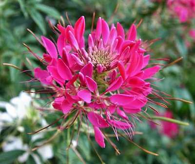 Cleome Seeds - Spider Flower - ROSE QUEEN - Annual - Huge Blooms - 30+ Seeds 