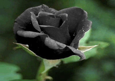 Rose Seeds - BLACK ROSE - Unique Fragrant Perennial Shrub - Very Rare - 10 Seeds