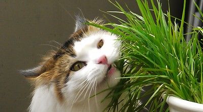 Organic Cat Grass Seeds - RYE - Great for Digestive System - 200+ Seeds   =^..^=