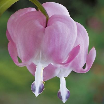 Dicentra Spectabilis Seeds - PEACHES & CREAM - theseedhouse -10 Seeds 