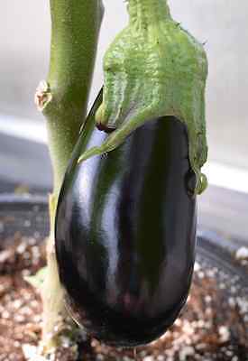 Eggplant Seeds - NADIA - Great Tasting, High Yielding - F1 Hybrid -  - 25 Seeds