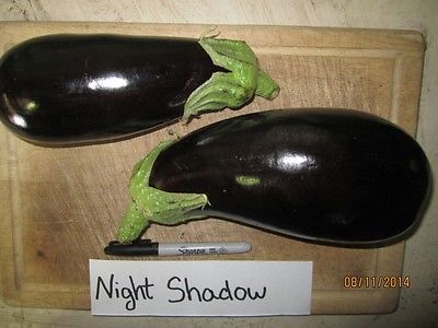 Eggplant Seeds - NIGHT SHADOW - Gmo Free - Excellent Tasting Variety - 25 Seeds