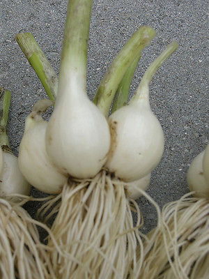 Potato Onions -WHITE- Multiplier Onion - Winter Survivor - Mild Taste - 24 Bulbs