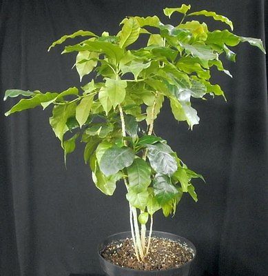 Coffea Plant Seeds - SUMATRA MANDHELING - Popular Variety - GMO FREE - 100 Seeds