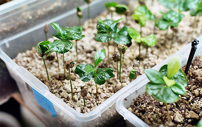 Coffea Plant Seeds - SUMATRA MANDHELING - GMO FREE - ONE POUND BEANS/SEEDS
