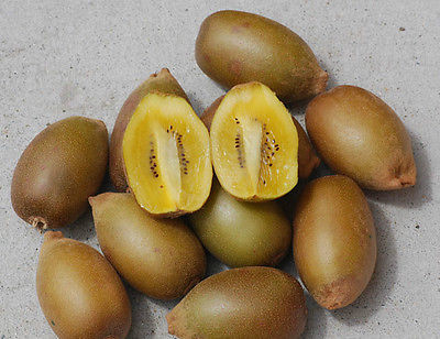 Kiwi Seeds - GOLDEN - Sweet Golden-Yellow Fruit - RARE - GMO FREE - 25 Seeds 