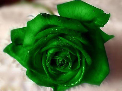 Emerald Rose Seeds - Bright Green Blooms - Winter Hardy Plant - 20 Seeds