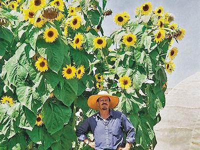 Sunflower Seeds - KONG - Monster Annual Sunflower - Multiple Flowers - 50 Seeds