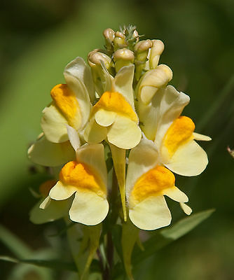 Yellow Toadflax Seeds - Butter and Eggs Flower - Perennial Wildflower -25+ Seeds