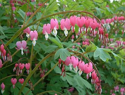 Dicentra Spectabilis Seeds - PINK -Unique Heart Shaped Flowers-Heirloom-10 Seeds