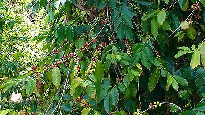 Coffee Bean Plant Seeds - BRAZILIAN PEABERRY - Tropical Coffee Plant - 100 Seeds