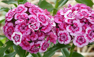 Sweet William Seeds - PINK ONLY - Dianthus Barbatus - Reseeds -  25 Seeds  