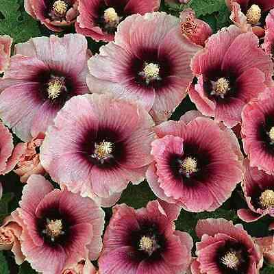 Hollyhock Seeds - HALO APRICOT - Butterly Favorite - Alcea - 25 Seeds