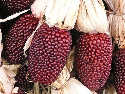 Strawberry Popcorn Seeds - Little Jewels of Ruby Red Corn - Vegetable - 50 Seeds