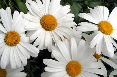 Shasta Daisy - Silver Princess - Long Lasting Blooms - Easy to Grow - 50+ Seeds
