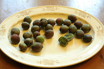 Kiwi Seeds - ALOHA ANNAS - Bite Size Organic Fruit - GMO FREE - 25 Seeds 