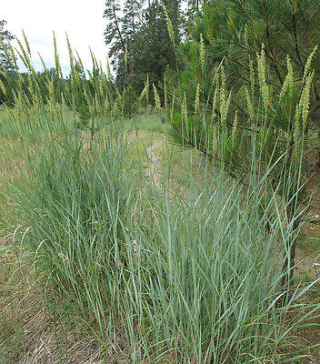Ornamental Grass Seeds - GREAT BASIN WILDRYE - Leymus Cinereus - 40 Seeds