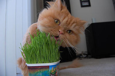Organic Cat Grass - OATS - Great Treat for Feline Digestive System - 200+ Seeds