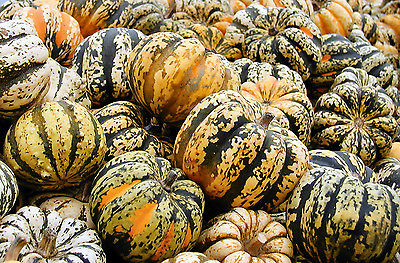 Squash Seeds - CARNIVAL - Organic Hybrid - Grow and Have Some Fun - 10 Seeds  :)