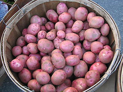 Potato Seed - MOZART - Excellent Table Quality Potato - ORGANIC - 20 Tubers