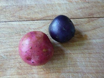 Potato Seed - *Blue & Red* ONLY!!! - Popular Variety Combination - *20 Tubers* 