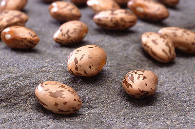 Bean Seeds - PINTO - Runner - Popular Choice for Mexican Cuisine - 50 Seeds 
