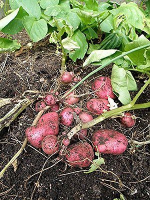 Potato Seed - Krasa-Beauty Organic Russian - Heirloom Vegetable- 6 potato tubers