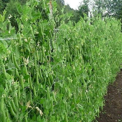 Pea Seeds - SUPER SUGAR SNAP - Delicious Raw and Cooked - CANADA - 50 Seeds