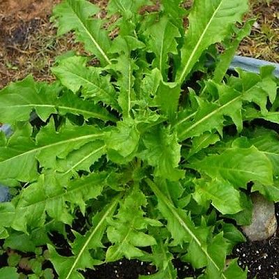 French Dandelion Seeds - Detoxifying - Organic Herb - Salad Greens - 30 Seeds
