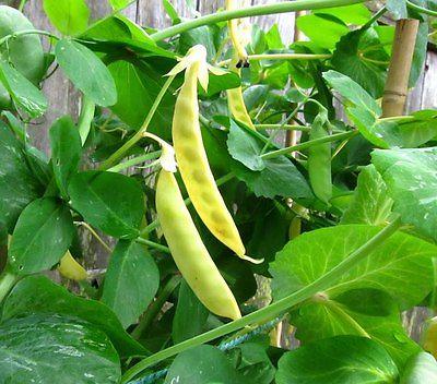 Pea Seeds - Yellow Hybrid - Easy to Grow Healthy Vegetable - Gmo Free - 50 Seeds