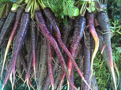 Carrot Seeds - PURPLE HAZE -  Deep Purple Outside-Bright Orange Inside- 50 Seeds