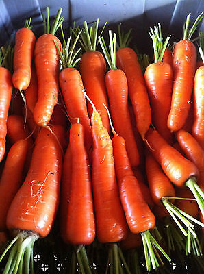 Carrot Seeds - CHANTENAY RED CORED - GMO FREE - Heirloom Variety - 100+ Seeds 