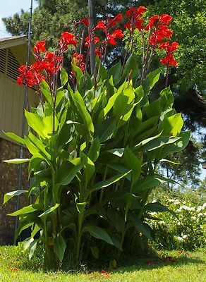 Canna Lily Seeds - Red Flowering Tropical - Easy to Grow -Exotic Blooms-10 Seeds