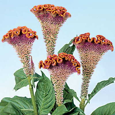 Cockscomb Seeds - BOMBAY BRONZE - Celosia -Heat Tolerant, Sun Loving- 50 Seeds