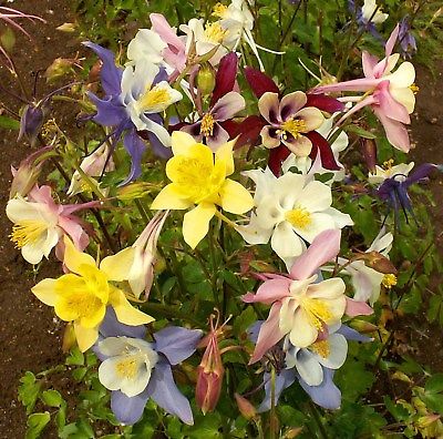 Columbine Seeds - GIANT MIX - Origami - Variety - Shade Perennial - 50+ Seeds 