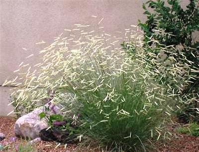 Ornamental Grass Seeds - BLONDE AMBITION - Bouteloua Gracilis - 20 Seeds