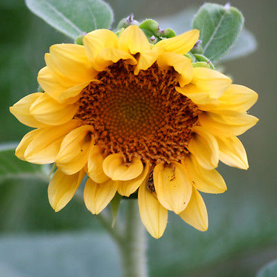 Sunflower Seeds - PEACH PASSION - Helianthus Hybridus F1 - Annual - 10 Seeds