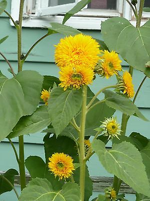 Sunflower Seeds - GIANT SUNGOLD -Helianthus Annuus-Chrysanthemum-Like - 10 Seeds