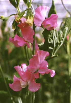 Sweet Pea - Pink -  Flowering Perennial Climbing Vine - Attracts Hummingbirds !!