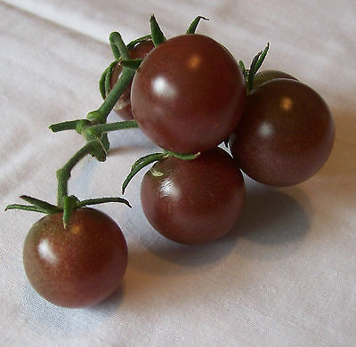 Tomato Seeds - BLACK CHERRY - Novelty Tomato Variety - Gmo Free - 10 Seeds 