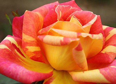 Peaches & Cream Rose Seeds - RARE ROSE BLOOMS - Climbing Rose -10 Seeds