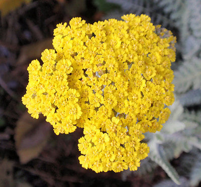 GOLDEN YARROW - Abundant Widespread Perennial Shrub - Drought Tolerant- 50 Seeds