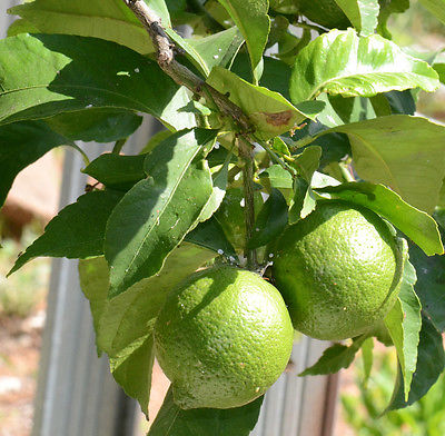 Lime Tree Seeds - THAI TROPICAL - MEDICINAL BENEFITS - Cooking,Juice - 10 Seeds